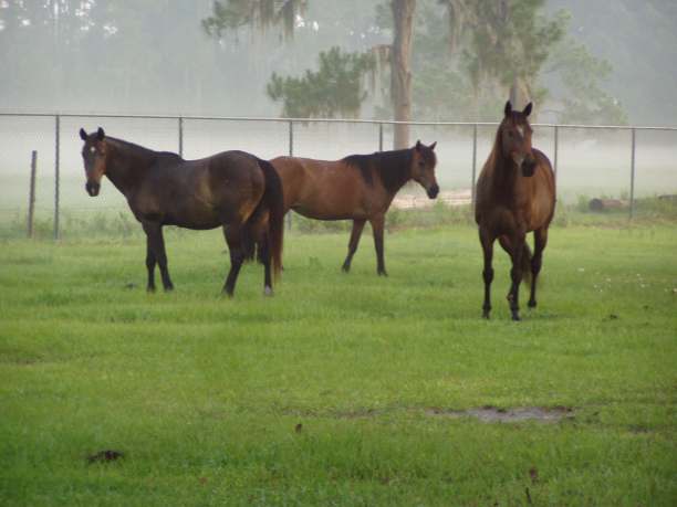 foggy-morning-horses.JPG