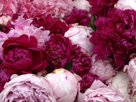 peonies-1